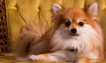 Five-hints-that-your-pet-is-too-human-OPTIMIZED